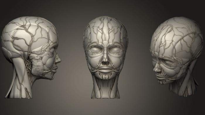 نموذج ثلاثي الأبعاد لآلة CNC تشريح الهياكل العظمية والجماجم تشريح وجه الإنسان
